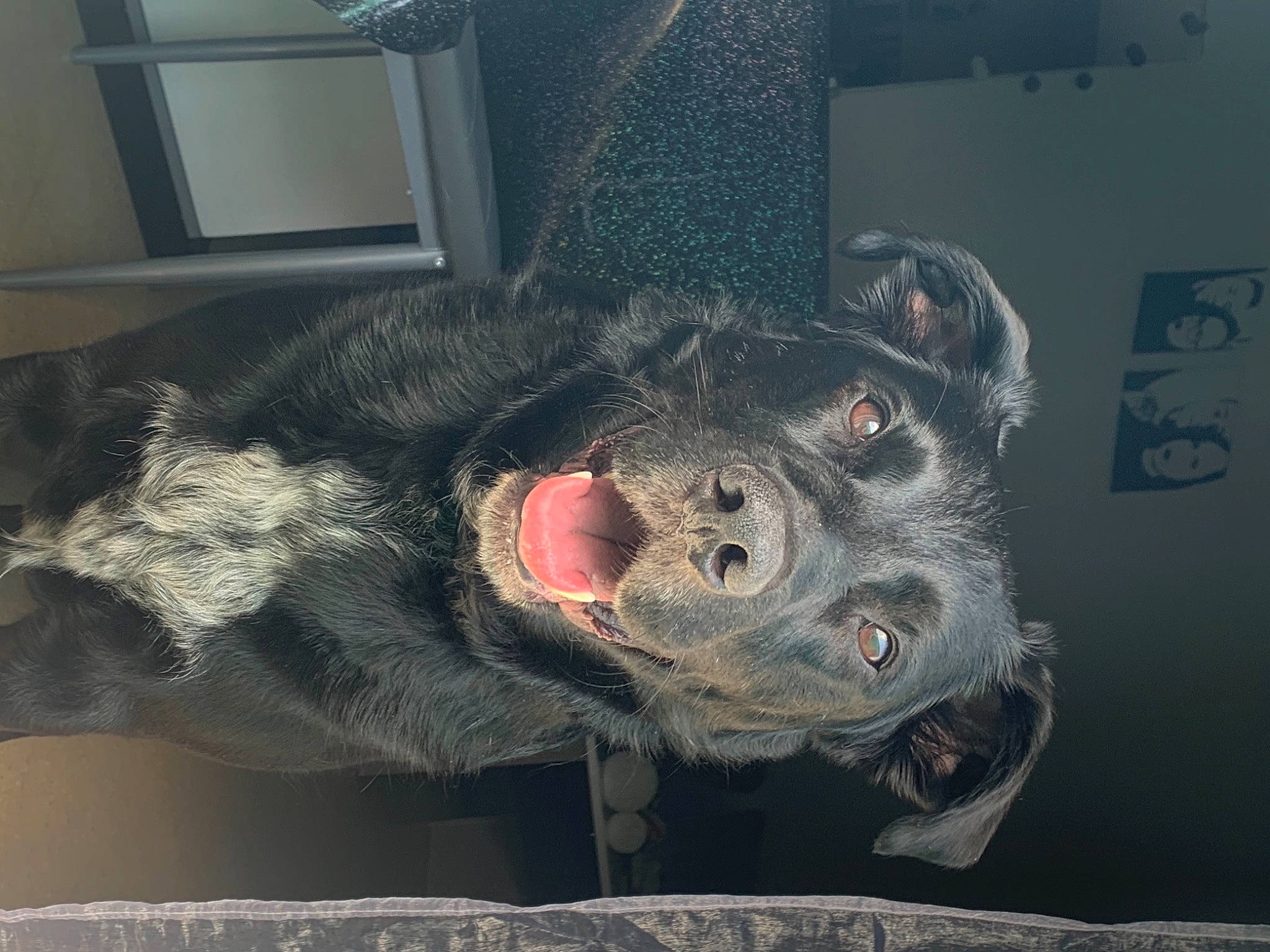 Eros participe au concours pour gagner de l'argent avec cette photo : art, artifact, canidae, carmine, carnivore, dog, dog_breed, fang, flesh, fur, grey, jaw, mythical_creature, natural_material, sculpture, snout, sporting_group, terrestrial_animal, whiskers, working_animal