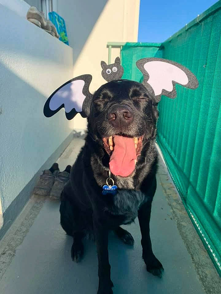 Eros a rejoint le concours — aidez-le/la à gagner de superbes lots ! adventure, blue, borador, canidae, carnivore, collar, companion_dog, dog, dog_breed, dog_collar, fashion_accessory, fawn, guard_dog, leash, personal_protective_equipment, snout, sporting_group, tail, whiskers, working_animal