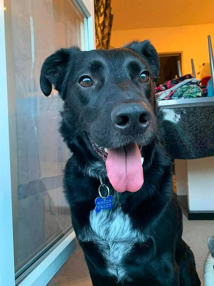 Eros participe au concours pour gagner de l'argent avec cette photo : blue, borador, canidae, carnivore, collar, companion_dog, dog, dog_breed, dog_collar, ear, electric_blue, fur, guard_dog, pet_supply, retriever, snout, sporting_group, whiskers, working_animal, working_dog