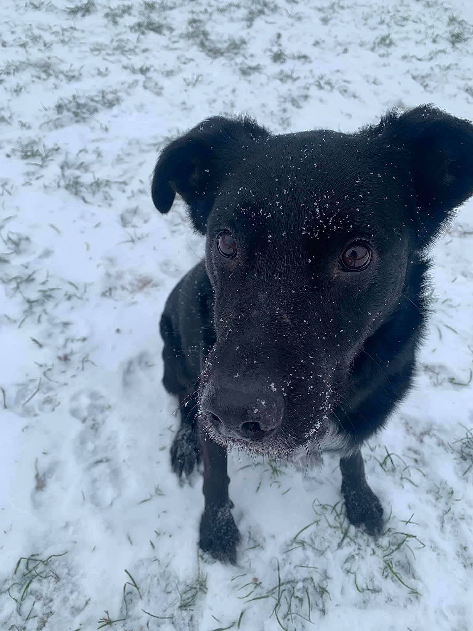 Eros participe au concours pour gagner de l'argent avec cette photo : borador, canidae, carnivore, companion_dog, dog, dog_breed, fawn, freezing, fur, guard_dog, precipitation, snout, snow, sporting_group, tail, terrestrial_animal, whiskers, winter, working_animal, working_dog