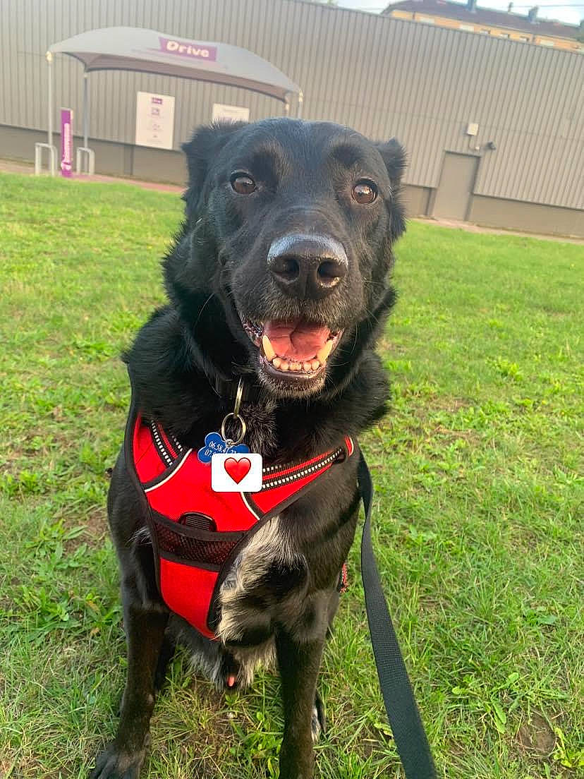 Eros participe au concours pour gagner de l'argent avec cette photo : borador, canidae, carnivore, collar, companion_dog, dog, dog_breed, dog_collar, dog_supply, fur, grass, gun_dog, leash, personal_protective_equipment, pet_supply, retriever, snout, sporting_group, sports_equipment, working_animal