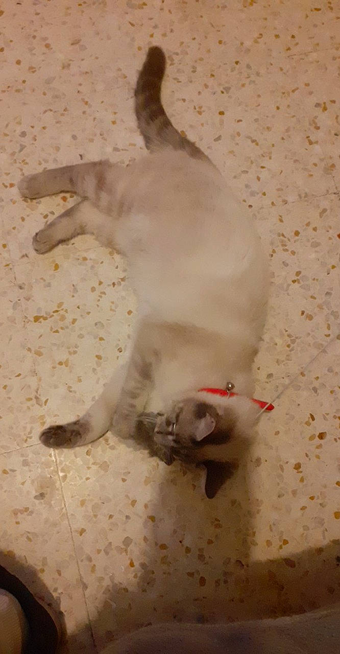 Oscar a rejoint le concours — aidez-le/la à gagner de superbes lots ! canidae, carnivore, cat, fawn, felidae, small_to_medium_sized_cats, snout, tail