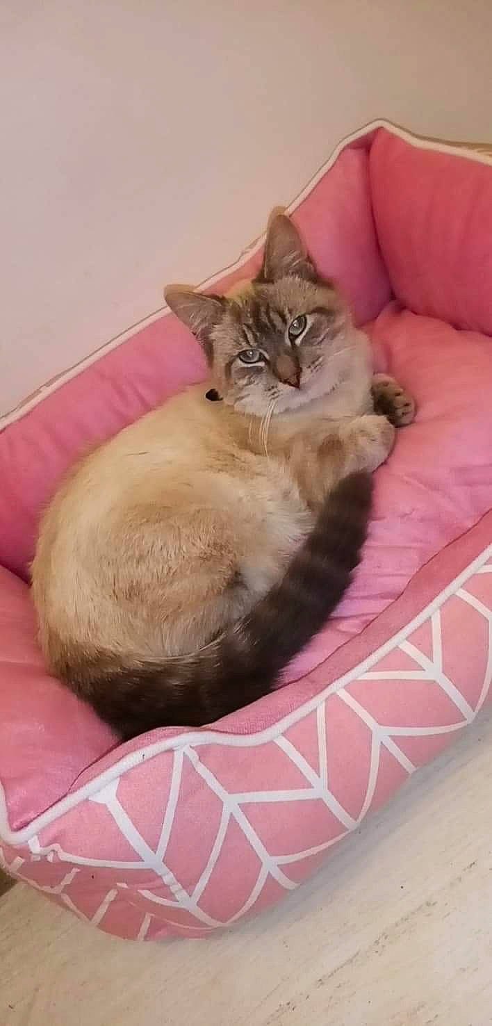 Oscar a rejoint le concours — aidez-le/la à gagner de superbes lots ! asian, australian_mist, british_shorthair, carnivore, cat, cat_bed, cat_supply, domestic_short_haired_cat, european_shorthair, fawn, felidae, kitten, mammal, small_to_medium_sized_cats, whiskers