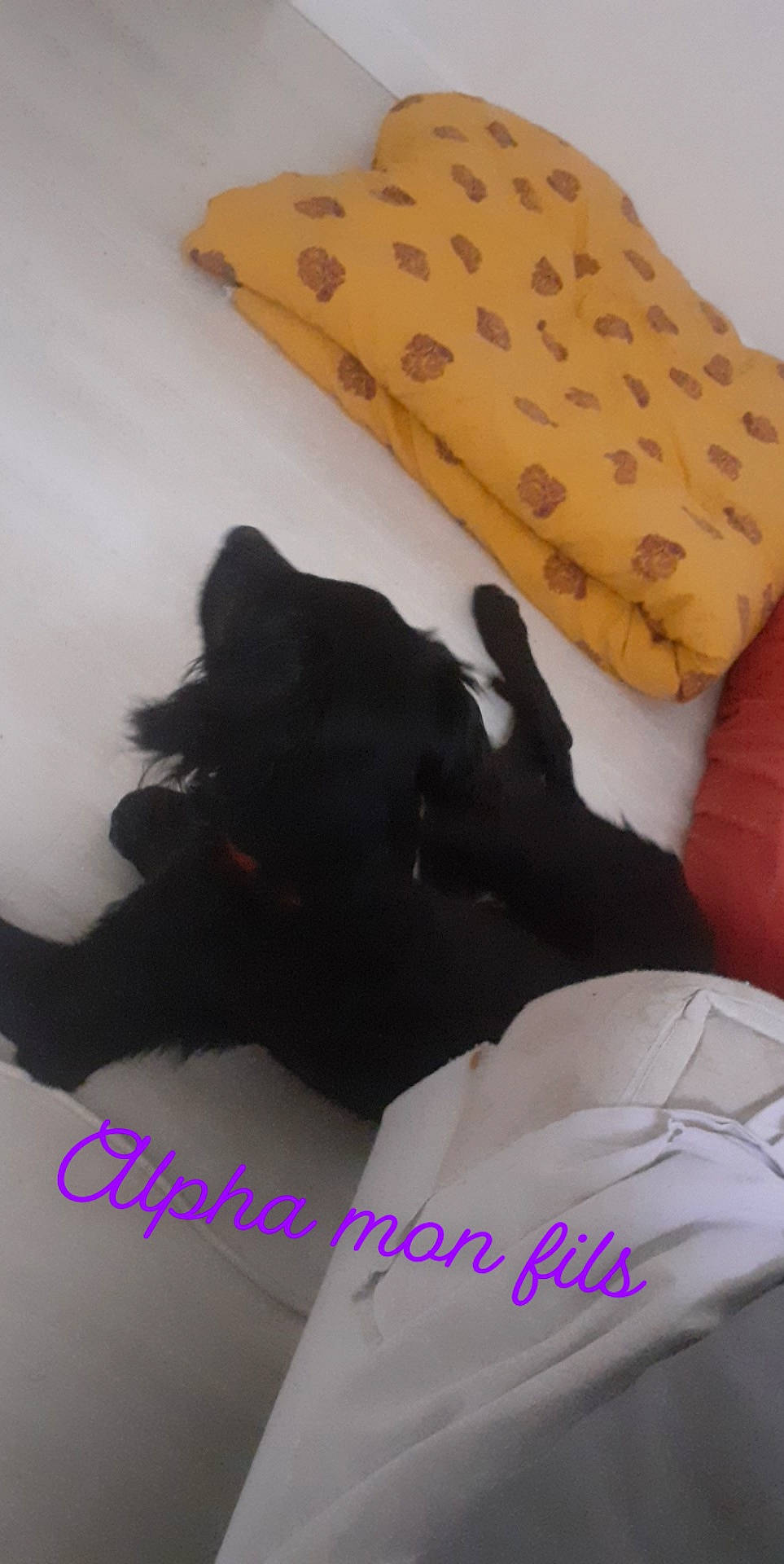 Alpha participe au concours pour gagner de l'argent avec cette photo : canidae