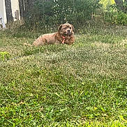 Bo Bo is registered to the contest to win money with this photo: dog, brown_dog, grass, yard, outdoor, tree, shrub, collar, pet, canine, nature, sunlight, animal, lawn, greenery, relaxing, daytime, fence, backyard, quiet