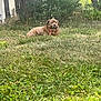 dog, brown_dog, grass, yard, outdoor, tree, shrub, collar, pet, canine, nature, sunlight, animal, lawn, greenery, relaxing, daytime, fence, backyard, quiet