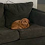 dog, brown_dog, couch, sofa, living_room, pet, indoor, resting, fur, carpet, floor, furniture, cozy, domestic_animal, animal, calm, relaxed, home, seat, canine