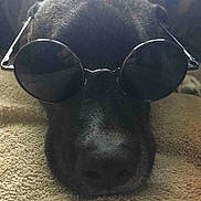 Spud joined the competition — help win amazing prizes! dog, black_dog, sunglasses, resting, blanket, pet, animal, face, nose, fur, close_up, indoor, cute, cool, relaxed, accessory, portrait, laying_down, sleepy, domestic_animal