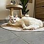Boulette participe au concours pour gagner de l'argent avec cette photo : calm, cat, cozy, cute, domestic_animal, feline, floor, fur, green_leaves, home_decor, indoor, paw, pet, plant, relaxed, resting, rug, white_cat, wooden_drawer, wooden_table