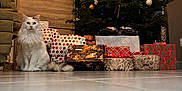 Boulette participe au concours pour gagner de l'argent avec cette photo : black_spot, cat, christmas_tree, cozy, decorations, festive, floor, fluffy, furniture, gift_wrap, holiday, indoor, ornaments, presents, stocking, tiles, tree_lights, wall, white_cat, wooden_cabinet