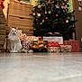 black_spot, cat, christmas_tree, cozy, decorations, festive, floor, fluffy, furniture, gift_wrap, holiday, indoor, ornaments, presents, stocking, tiles, tree_lights, wall, white_cat, wooden_cabinet
