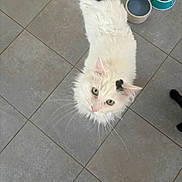 Boulette a rejoint le concours — aidez-le/la à gagner de superbes lots ! animal, barefoot, black_spot, cat, companion, curious, domestic_cat, floor, foot, fur, green_eyes, household, indoor, kitchen, looking_up, pet, tile, water_bowl, whiskers, white_cat