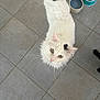 animal, barefoot, black_spot, cat, companion, curious, domestic_cat, floor, foot, fur, green_eyes, household, indoor, kitchen, looking_up, pet, tile, water_bowl, whiskers, white_cat