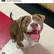 Nova is registered to the contest to win money with this photo: animal, bodypart, boxer, bulldog, canine, dog, hound, indoors, interiordesign, labradorretriever, mat, mouth, person, pet, pitbull, pointer, puppy, snout, terrier, tongue