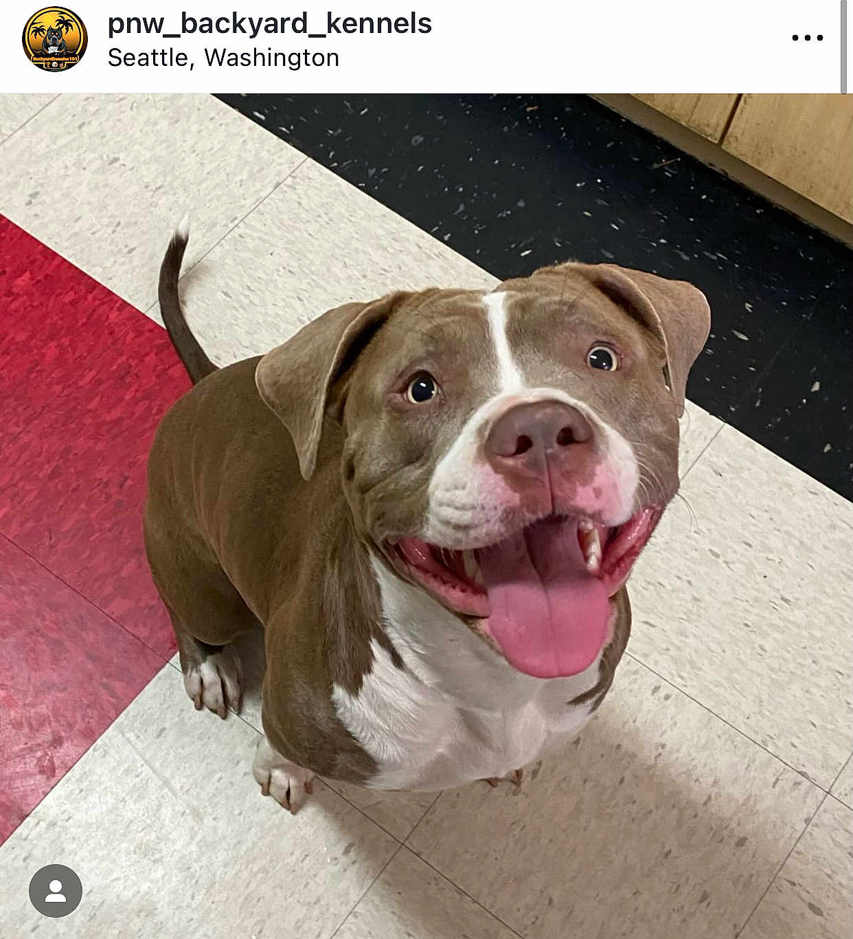 Nova is registered to the contest to win money with this photo: animal, bodypart, boxer, bulldog, canine, dog, hound, indoors, interiordesign, labradorretriever, mat, mouth, person, pet, pitbull, pointer, puppy, snout, terrier, tongue