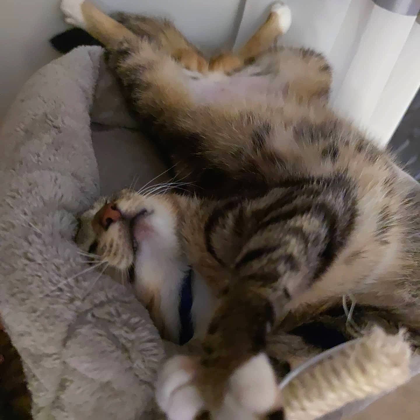 Carla a rejoint le concours — aidez-le/la à gagner de superbes lots ! carnivore, cat, claw, comfort, domestic_short_haired_cat, felidae, fur, nap, paw, small_to_medium_sized_cats, tail, terrestrial_animal, whiskers