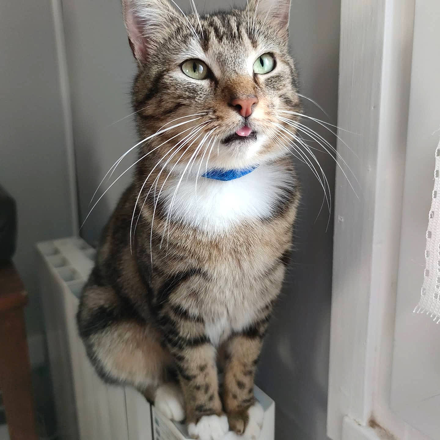 Carla a rejoint le concours — aidez-le/la à gagner de superbes lots ! carnivore, cat, claw, domestic_short_haired_cat, door, felidae, fur, head, paw, small_to_medium_sized_cats, snout, tail, terrestrial_animal, whiskers, window