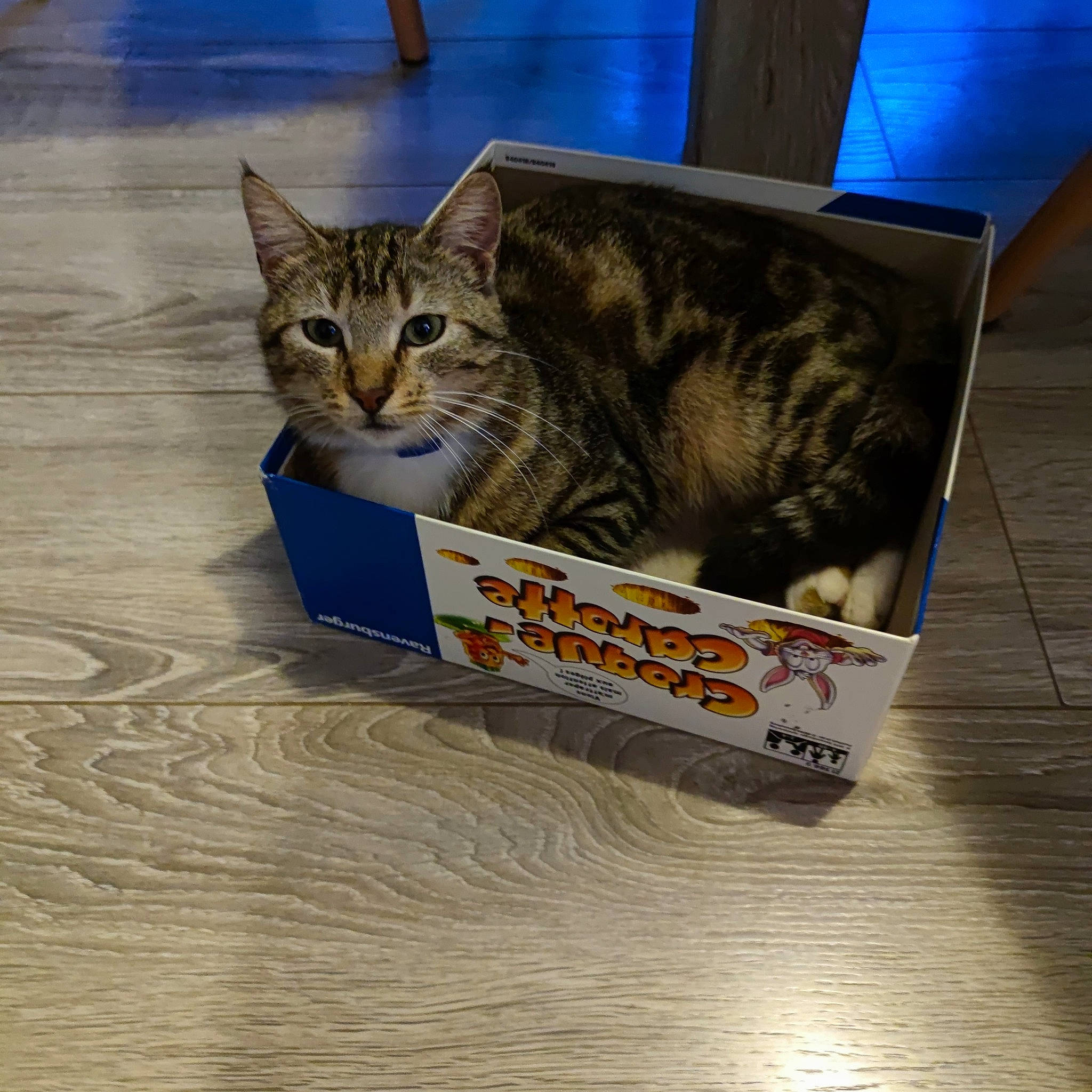 Carla participe au concours pour gagner de l'argent avec cette photo : box, cardboard, carnivore, cat, claw, domestic_short_haired_cat, felidae, flooring, fur, hardwood, packaging_and_labeling, paw, pet_supply, publication, small_to_medium_sized_cats, snout, tail, terrestrial_animal, whiskers, wood
