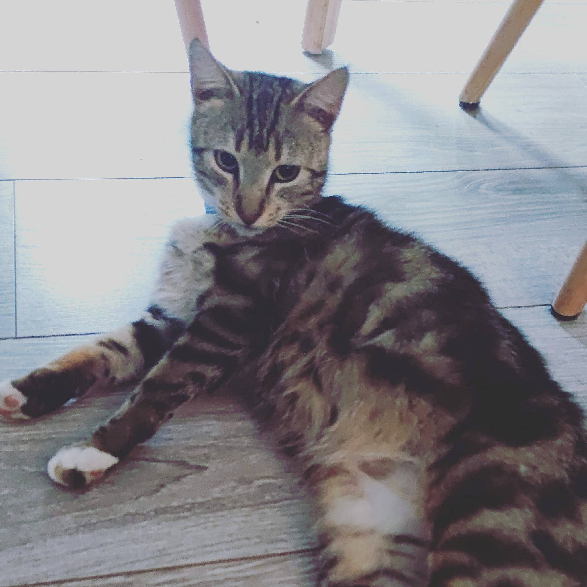 Carla a rejoint le concours — aidez-le/la à gagner de superbes lots ! carnivore, cat, claw, domestic_short_haired_cat, felidae, flooring, foot, fur, mammal, paw, sitting, small_to_medium_sized_cats, snout, tail, terrestrial_animal, whiskers, wood