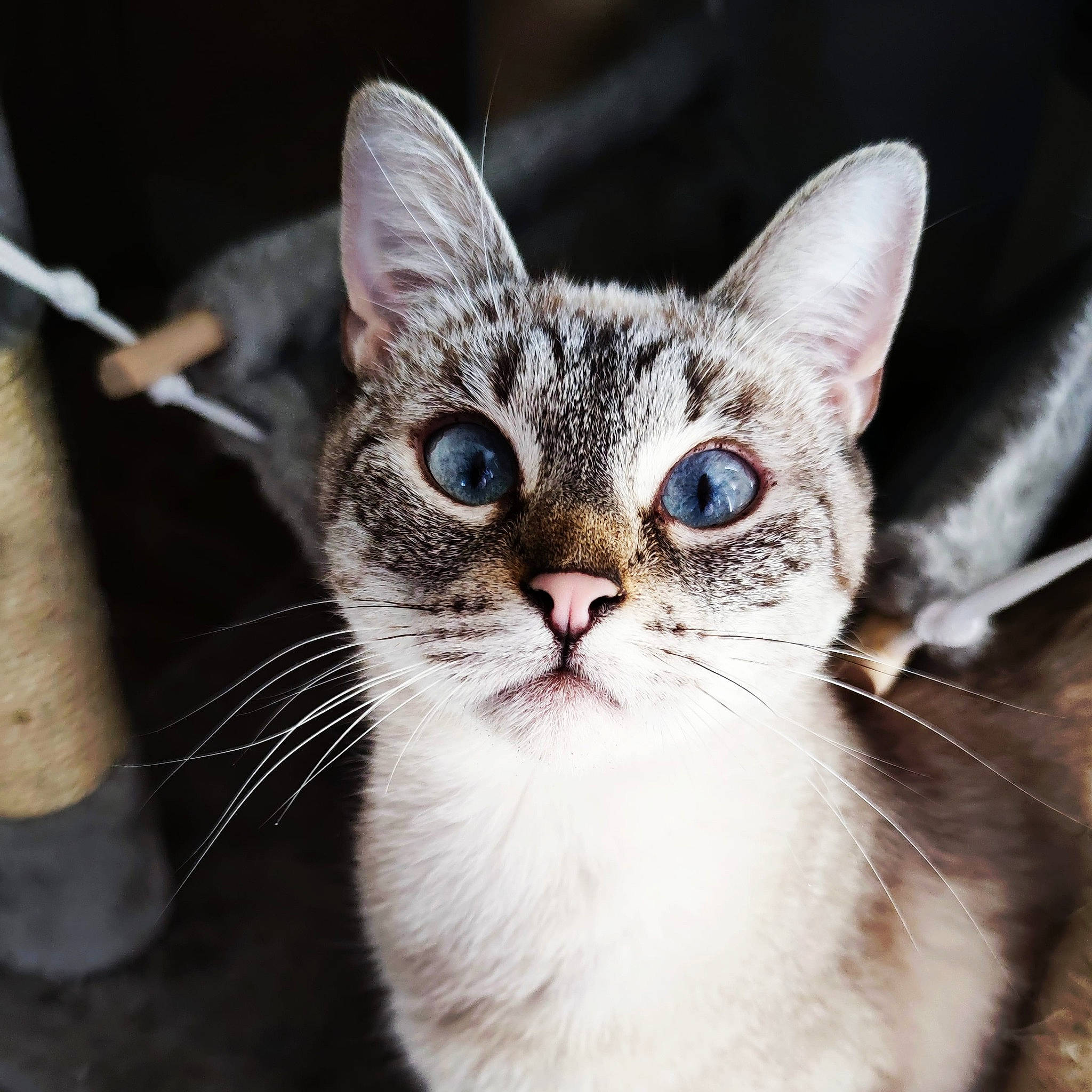 Artémis a rejoint le concours — aidez-le/la à gagner de superbes lots ! carnivore, cat, claw, collar, domestic_short_haired_cat, ear, felidae, fur, paw, small_to_medium_sized_cats, snout, tail, terrestrial_animal, whiskers, wildlife, window