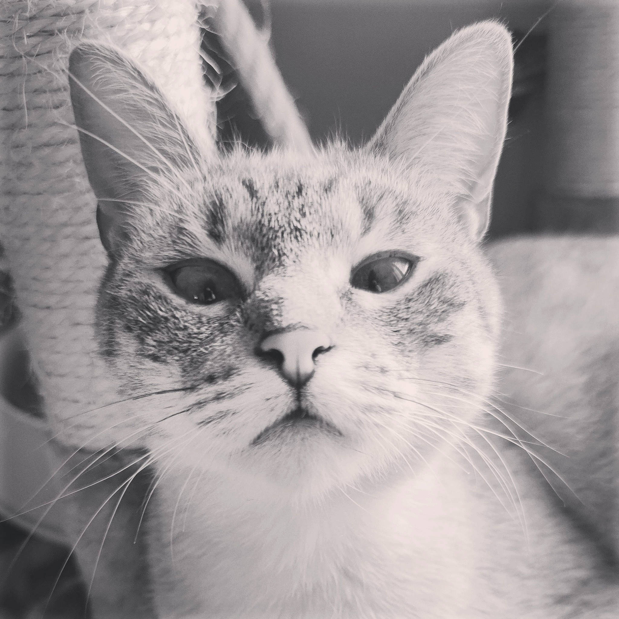 Artémis a rejoint le concours — aidez-le/la à gagner de superbes lots ! carnivore, cat, close_up, domestic_short_haired_cat, ear, eye, felidae, fur, monochrome, monochrome_photography, paw, sky, small_to_medium_sized_cats, snout, style, symmetry, whiskers, window