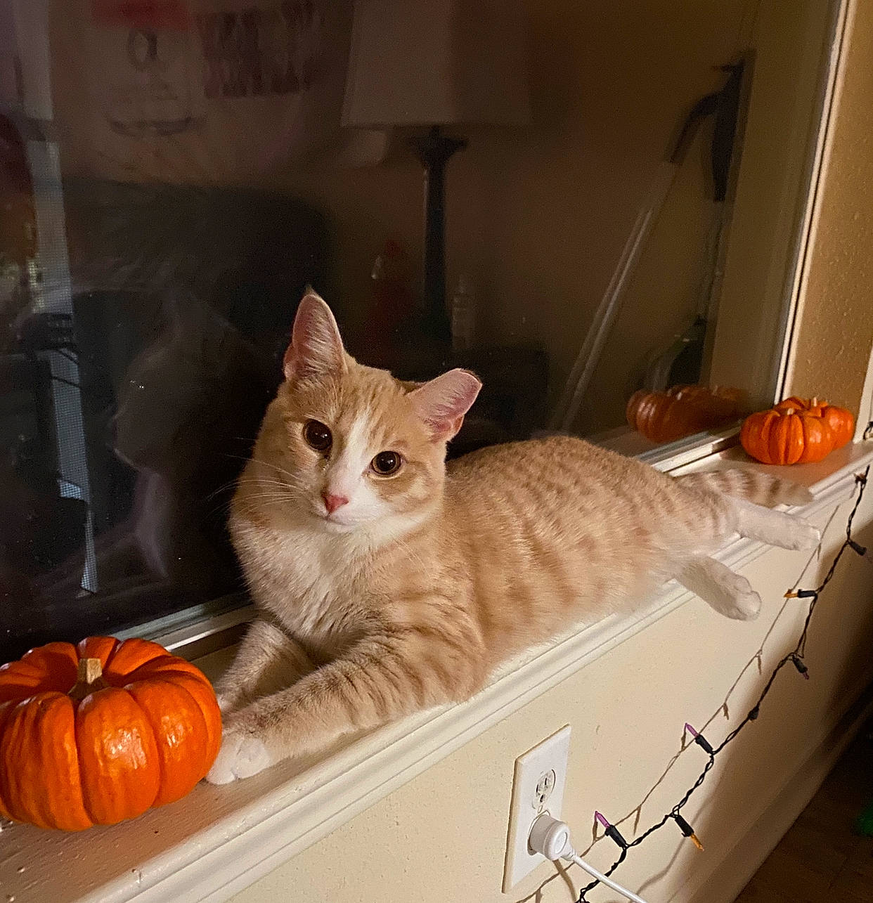 Daniel joined the competition — help win amazing prizes! box, calabaza, carnivore, cat, comfort, cucurbita, fawn, felidae, gourd, natural_foods, orange, plant, pumpkin, small_to_medium_sized_cats, squash, vegetable, whiskers, window, winter_squash, wood