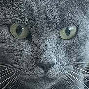 Baboune a rejoint le concours — aidez-le/la à gagner de superbes lots ! cat, closeup, gray_fur, green_eyes, whiskers, face, pet, animal, feline, portrait, cute, domestic_cat, muzzle, fur_texture, nose, eye_reflection, indoor, curious, soft_light, macro