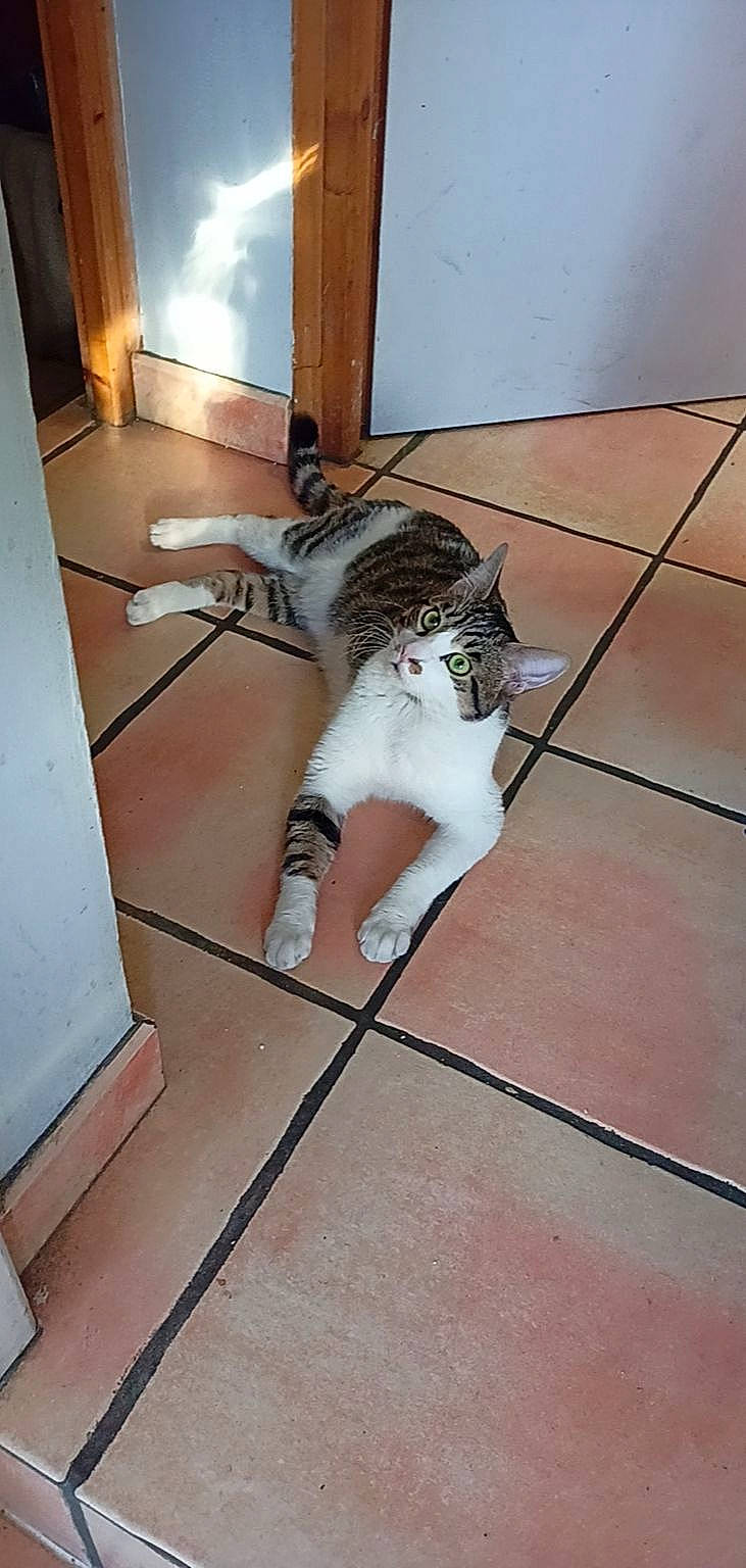 Happy a rejoint le concours — aidez-le/la à gagner de superbes lots ! canidae, carnivore, cat, dog_breed, domestic_short_haired_cat, felidae, floor, flooring, foot, fur, hardwood, human_leg, laminate_flooring, small_to_medium_sized_cats, snout, sporting_group, tail, whiskers, wood, wood_flooring