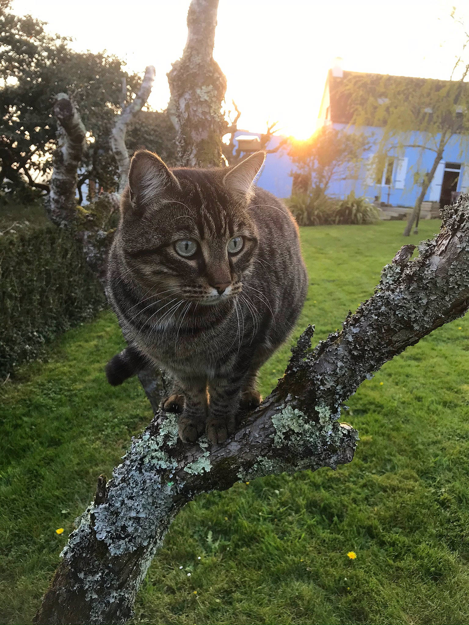 Pedro participe au concours pour gagner de l'argent avec cette photo : branch, carnivore, cat, domestic_short_haired_cat, european_shorthair, fawn, felidae, fur, grass, lawn, plant, sky, small_to_medium_sized_cats, sunlight, tabby_cat, tail, tree, whiskers, wild_cat