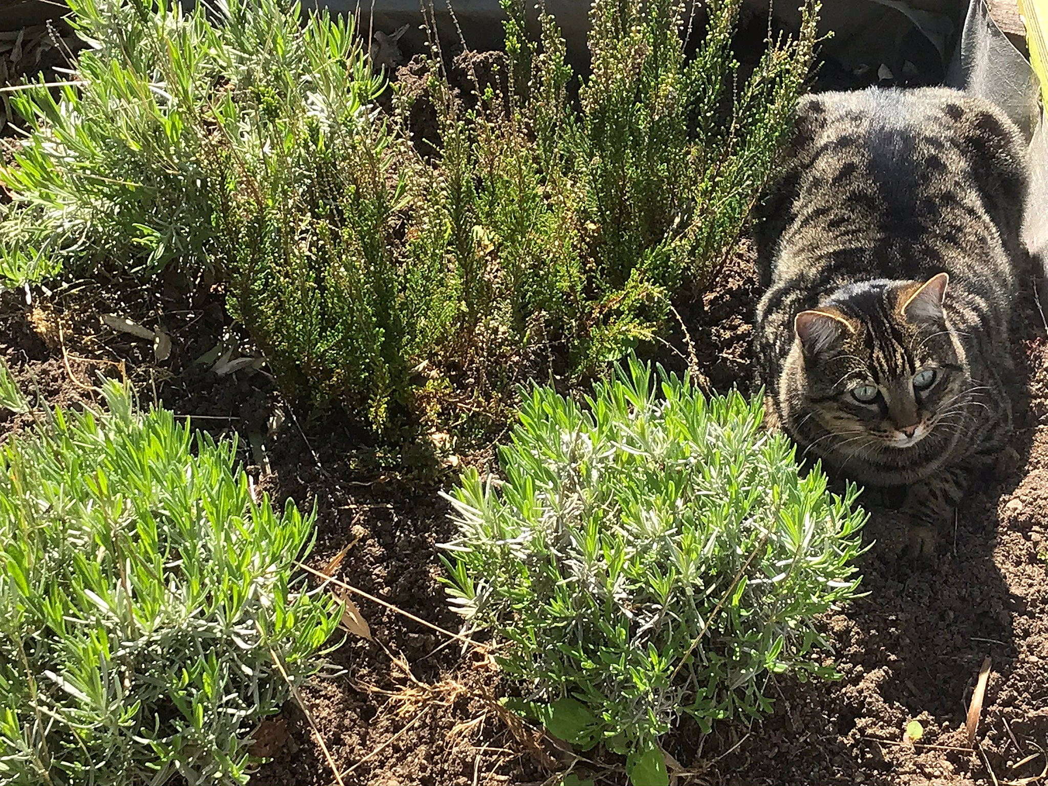 Pedro participe au concours pour gagner de l'argent avec cette photo : artemisia, flower, grass, grass_family, herb, perennial_plant, plant, plant_community, red_juniper, river_juniper, rosemary, shrub, shrubland, sporting_group, subshrub, thuya, tree