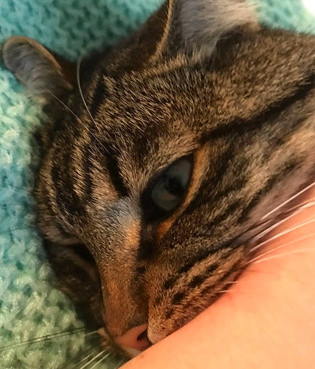 Pedro participe au concours pour gagner de l'argent avec cette photo : american_shorthair, asian, california_spangled, carnivore, cat, close_up, domestic_short_haired_cat, dragon_li, european_shorthair, eye, felidae, fur, kitten, nose, skin, small_to_medium_sized_cats, snout, tabby_cat, whiskers, wild_cat