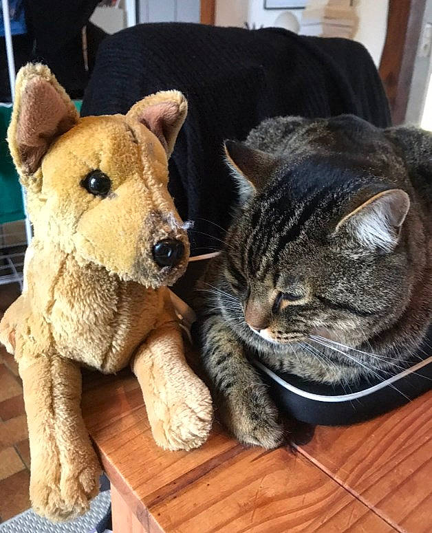 Pedro participe au concours pour gagner de l'argent avec cette photo : canidae, carnivore, cat, dog, dog_breed, domestic_short_haired_cat, fawn, felidae, fur, mammal, small_to_medium_sized_cats, snout, sporting_group, tabby_cat, whiskers