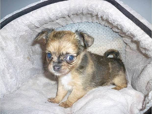 Neji participe au concours pour gagner de l'argent avec cette photo : canidae, carnivore, chihuahua, companion_dog, dog, dog_breed, fawn, mammal, morkie, puppy, puppy_love, rare_breed_dog, shih_tzu, snout, sporting_group, tibetan_spaniel, toy_dog, vertebrate