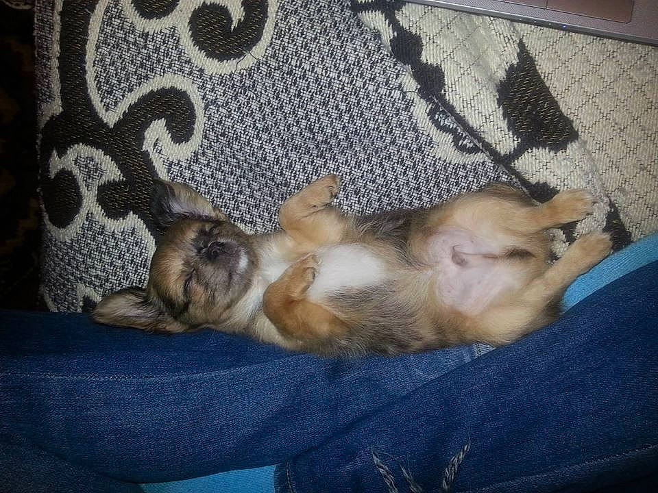 Neji a rejoint le concours — aidez-le/la à gagner de superbes lots ! canidae, carnivore, cat, dog, dog_breed, fawn, felidae, kitten, mammal, nap, puppy, sleep, small_to_medium_sized_cats, tail