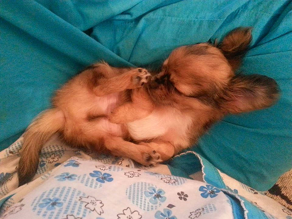 Neji participe au concours pour gagner de l'argent avec cette photo : baby, birth, canidae, carnivore, child, companion_dog, dog, dog_breed, fawn, nap, puppy, puppy_love, shih_tzu, sleep, toy_dog