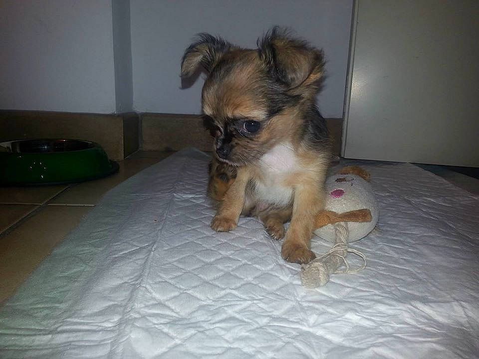 Neji participe au concours pour gagner de l'argent avec cette photo : border_terrier, canidae, carnivore, chihuahua, companion_dog, dog, dog_breed, fawn, griffon_bruxellois, mammal, morkie, puppy, toy_dog, vertebrate