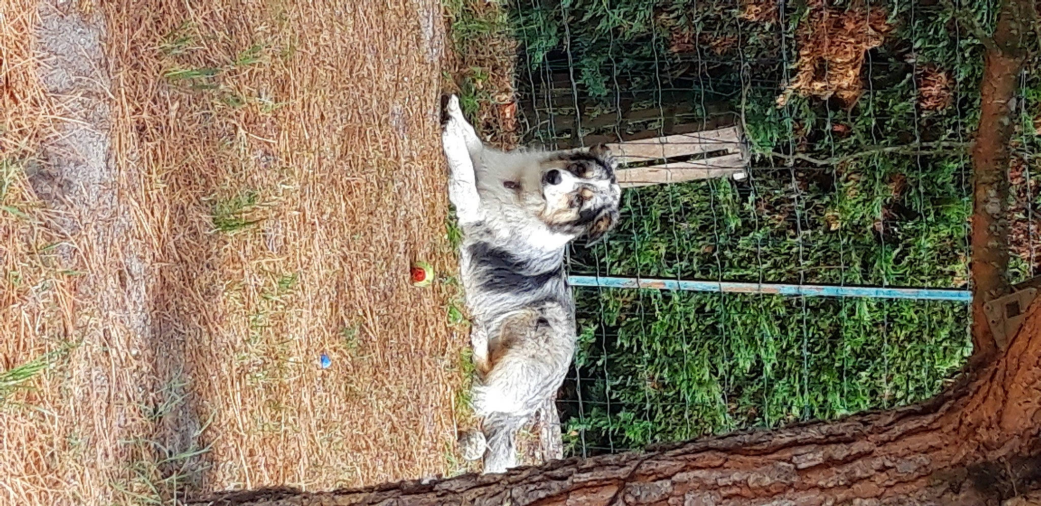 Rigote a rejoint le concours — aidez-le/la à gagner de superbes lots ! australian_stumpy_tail_cattle_dog, canidae, carnivore, companion_dog, dog, dog_breed, fawn, fence, fur, grass, home_fencing, plant, snout, sporting_group, tail, terrestrial_animal, tree, trunk, wood, working_animal