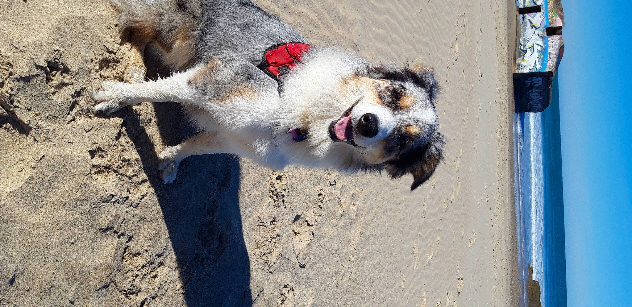 Rigote a rejoint le concours — aidez-le/la à gagner de superbes lots ! animal_shelter, blue, canidae, carnivore, collar, companion_dog, dog, dog_breed, dog_supply, door, fawn, fur, paw, pet_supply, snout, soil, sporting_group, terrestrial_animal, whiskers, working_dog