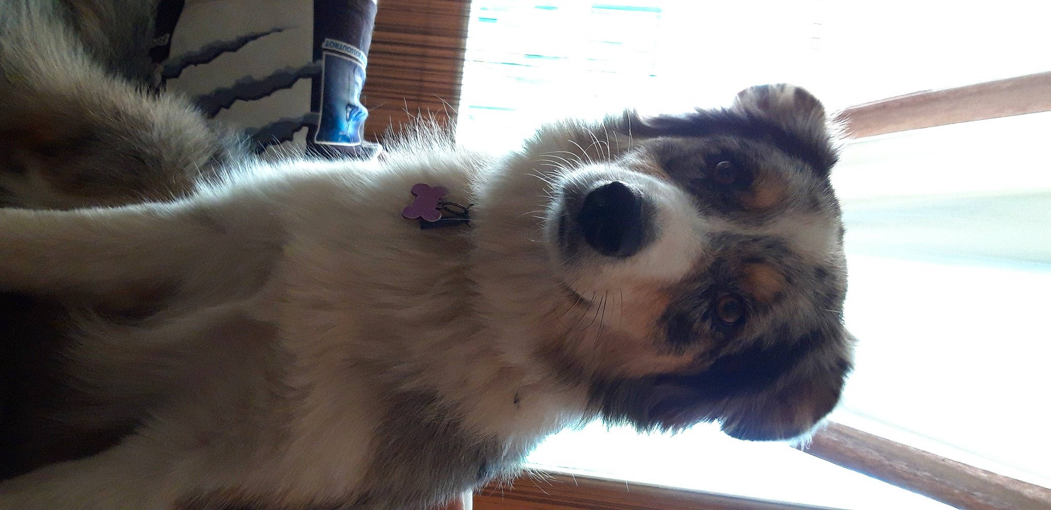 Rigote a rejoint le concours — aidez-le/la à gagner de superbes lots ! alpaca, canidae, carnivore, claw, companion_dog, dog, dog_breed, fawn, fur, llama, paw, procyonidae, snout, sporting_group, terrestrial_animal, toy_dog, whiskers, wildlife, window, working_animal