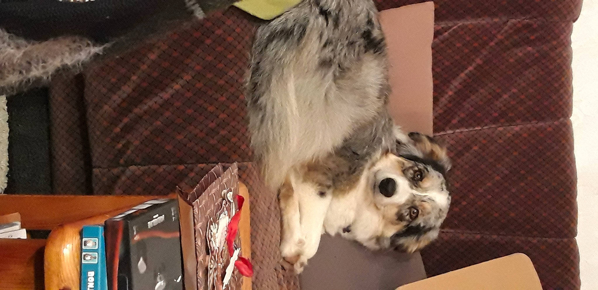 Rigote participe au concours pour gagner de l'argent avec cette photo : box, companion_dog, computer, dog, dog_breed, dog_supply, fawn, felidae, fur, laptop, paw, personal_computer, shipping_box, small_to_medium_sized_cats, toy_dog, whiskers, working_animal