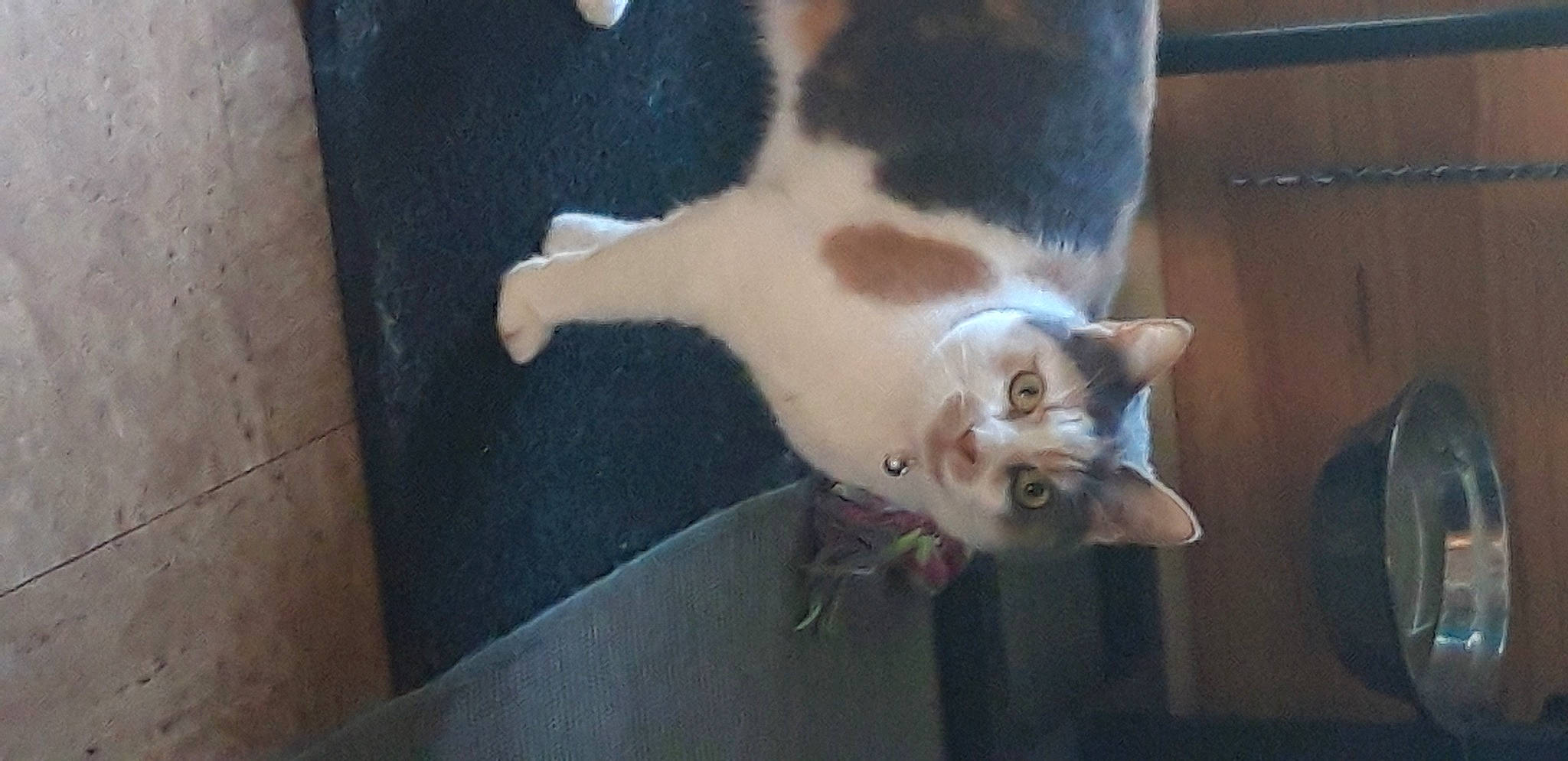 Pamplemousse a rejoint le concours — aidez-le/la à gagner de superbes lots ! canidae, carnivore, cat, claw, dog_breed, domestic_short_haired_cat, fawn, felidae, flooring, fur, paw, small_to_medium_sized_cats, snout, tail, whiskers, wood