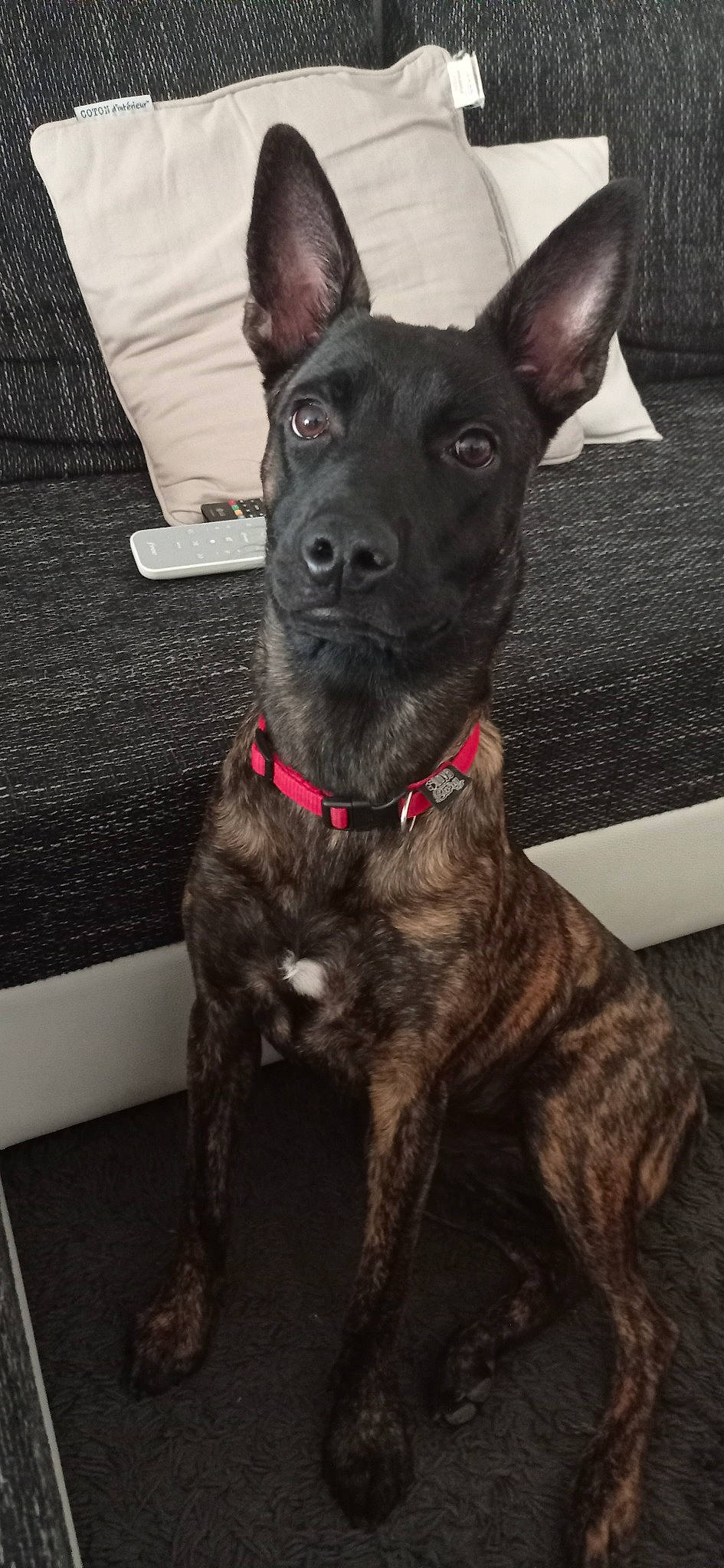 Leya participe au concours pour gagner de l'argent avec cette photo : canidae, carnivore, dog, dog_breed, dutch_shepherd_dog, formosan_mountain_dog, mammal, rare_breed_dog, snout, vertebrate