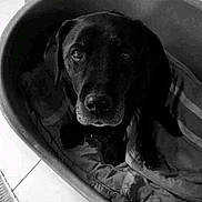 Ulca participe au concours pour gagner de l'argent avec cette photo : black, black_and_white, borador, carnivoran, dog, dog_breed, dog_breed_group, dog_like_mammal, labrador_retriever, monochrome, monochrome_photography, patterdale_terrier, puppy, retriever, snout, sporting_group