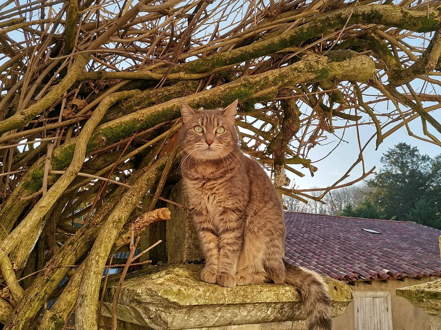 Oops participe au concours pour gagner de l'argent avec cette photo : art, branch, carnivore, cat, domestic_short_haired_cat, fawn, felidae, grass, plant, sculpture, small_to_medium_sized_cats, snout, tail, terrestrial_animal, tree, trunk, twig, whiskers, wood, woody_plant