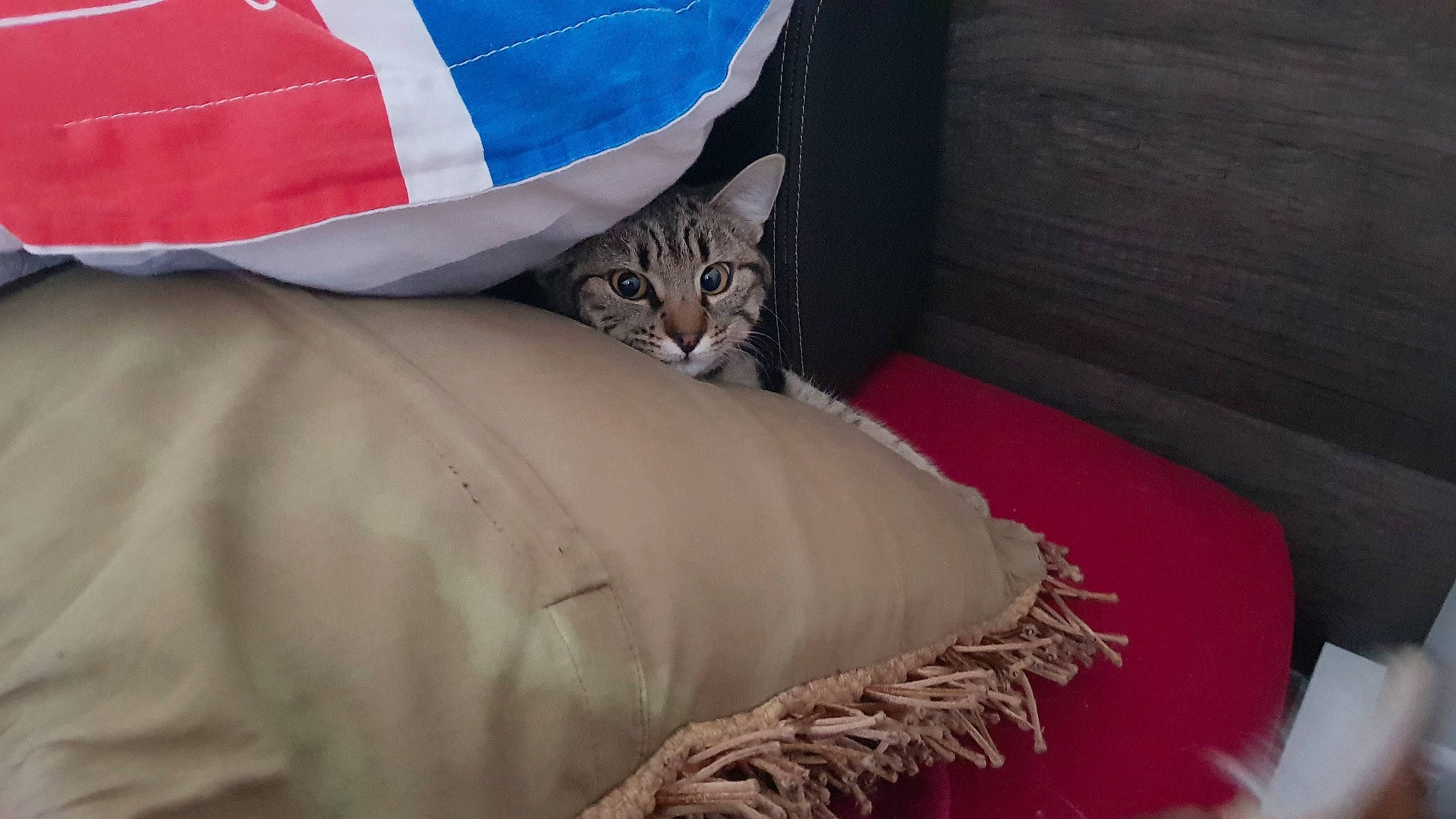 Miyuki a rejoint le concours — aidez-le/la à gagner de superbes lots ! carnivore, cat, felidae, linens, pillow, small_to_medium_sized_cats, whiskers