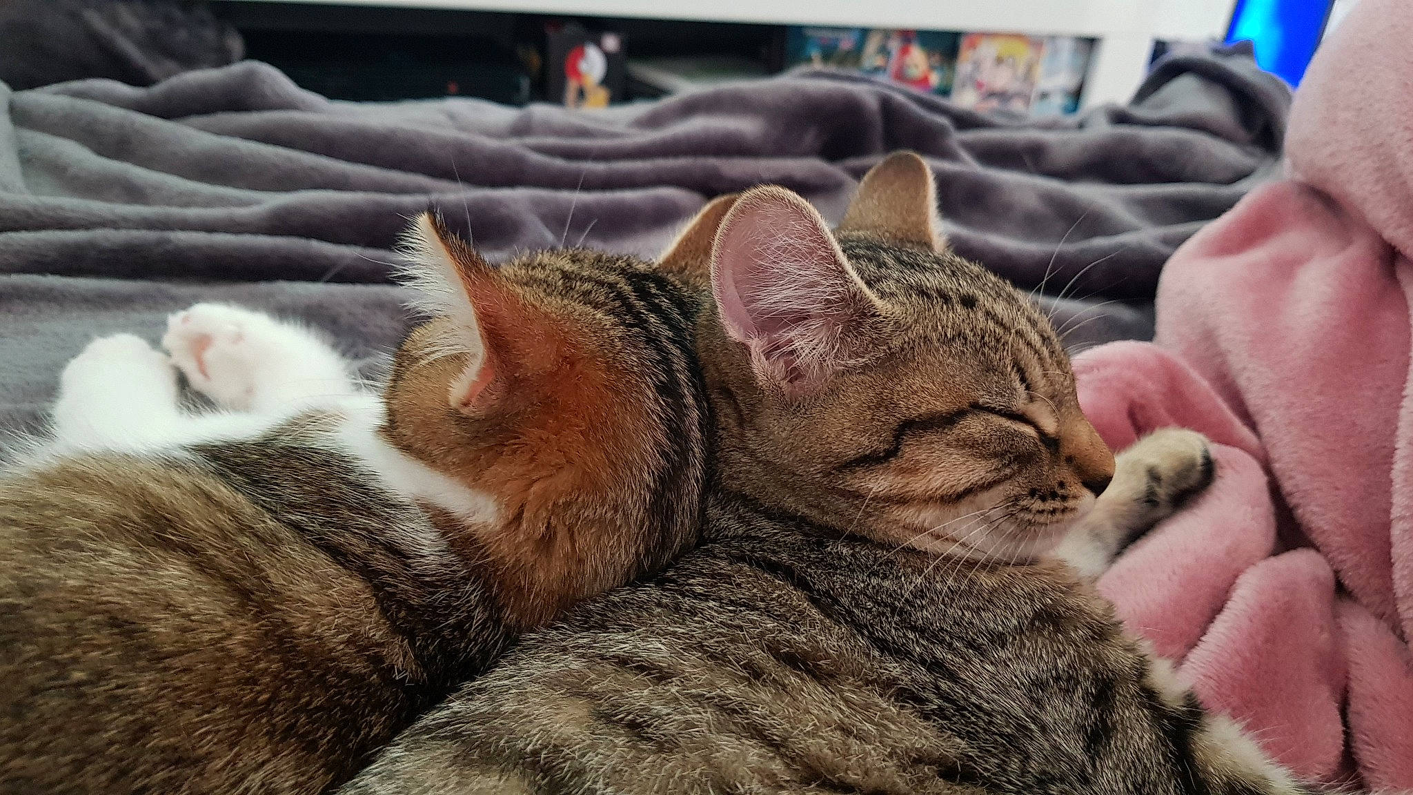 Amaya Et Miyuki participe au concours pour gagner de l'argent avec cette photo : american_shorthair, american_wirehair, asian, california_spangled, carnivore, cat, domestic_short_haired_cat, dragon_li, european_shorthair, felidae, fur, kitten, mammal, nap, paw, sleep, small_to_medium_sized_cats, snout, tabby_cat, whiskers