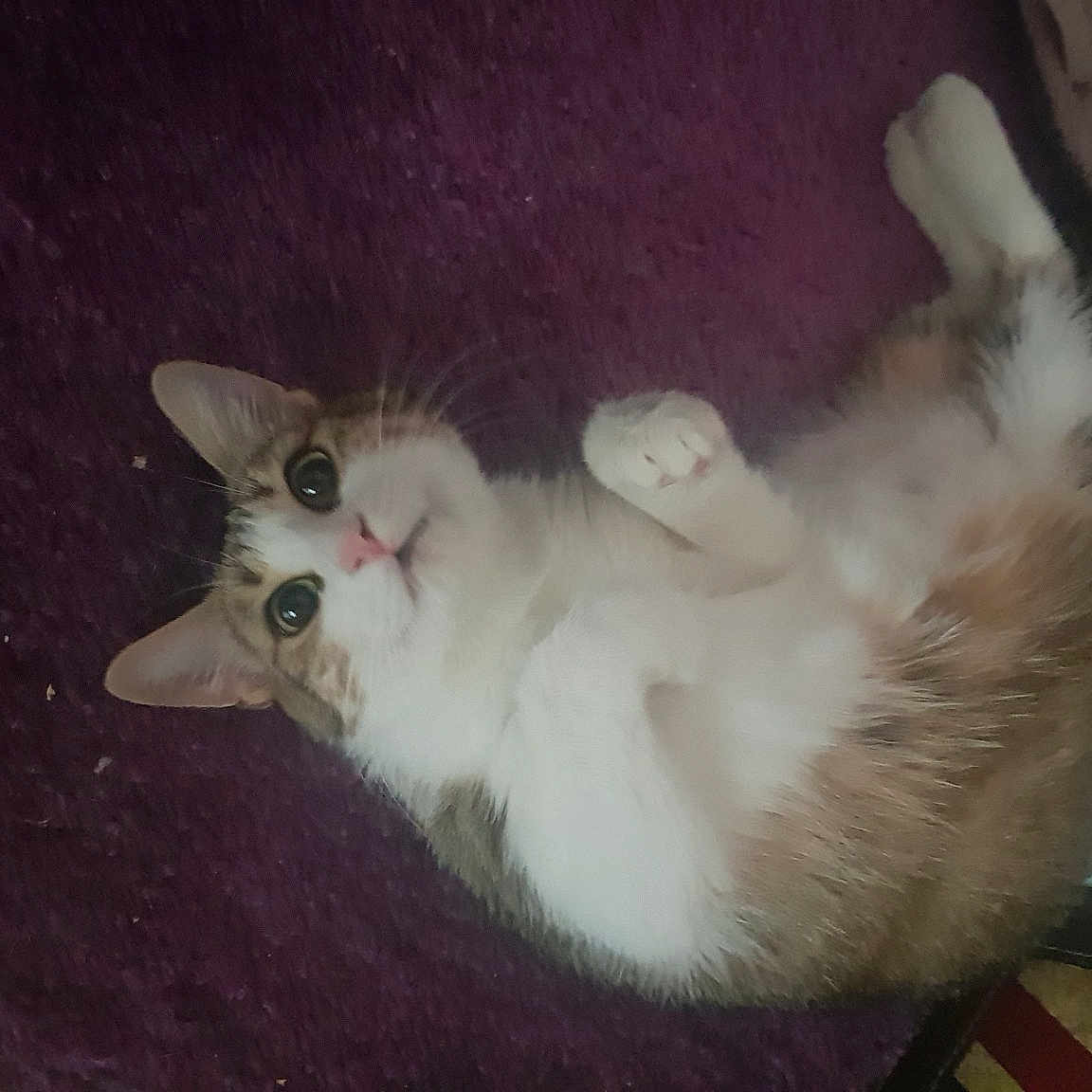 Amaya.
