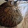 cat, tabby, sleeping, curled_up, fur, tail, pet, indoor, blanket, soft, cozy, resting, animal, mammal, cute, feline, close_up, relaxation, comfort, domestic