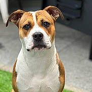 Stella a rejoint le concours — aidez-le/la à gagner de superbes lots ! alert, animal, background_blur, brown, canine, cute, dog, ears, eyes, face, fur, grass, muzzle, nature, nose, outdoor, pet, portrait, sitting, white