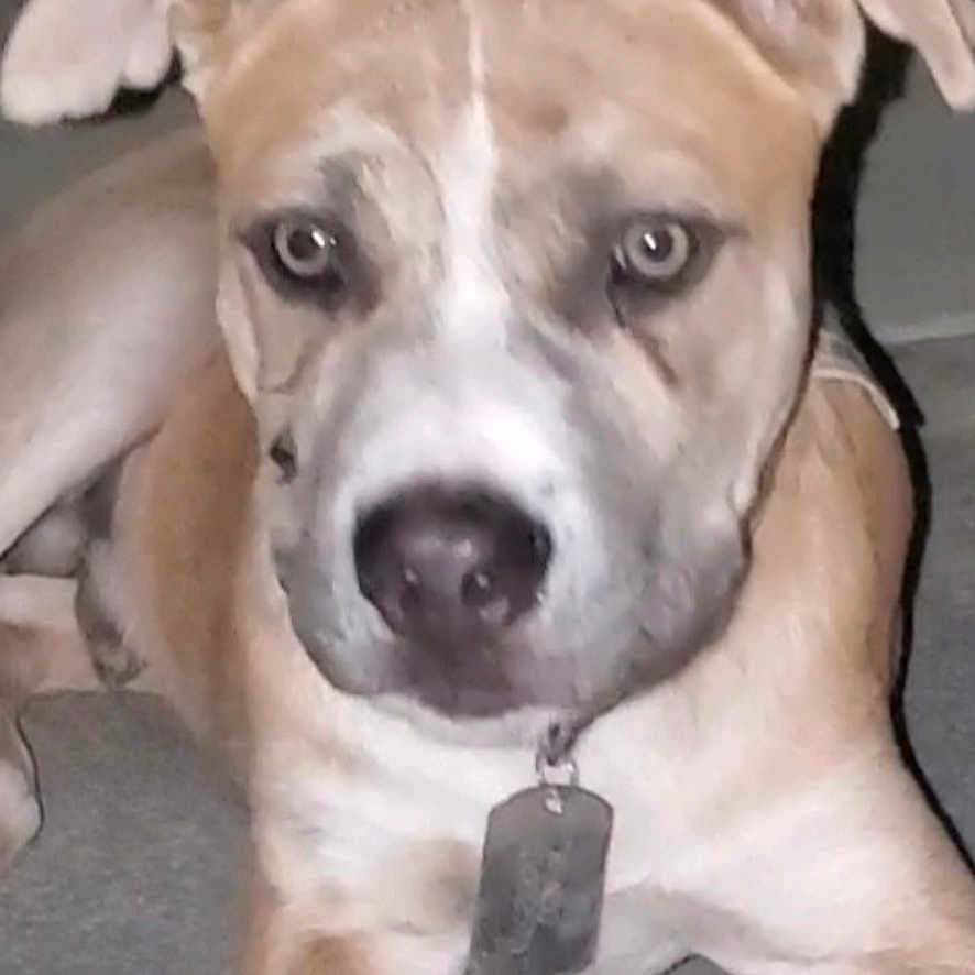 Renzo is registered to the contest to win money with this photo: animal, brown, canine, close_up, collar, concrete, dog, domestic_animal, ears, eyes, face, front_legs, looking, lying_down, mammal, night, pet, portrait, tag, white